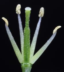 Cardamine bilobata. Flower with the petals removed to show the long style.
 Image: P.B. Heenan © Landcare Research 2019 CC BY 3.0 NZ